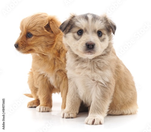Fototapeta Naklejka Na Ścianę i Meble -  Two small puppies.
