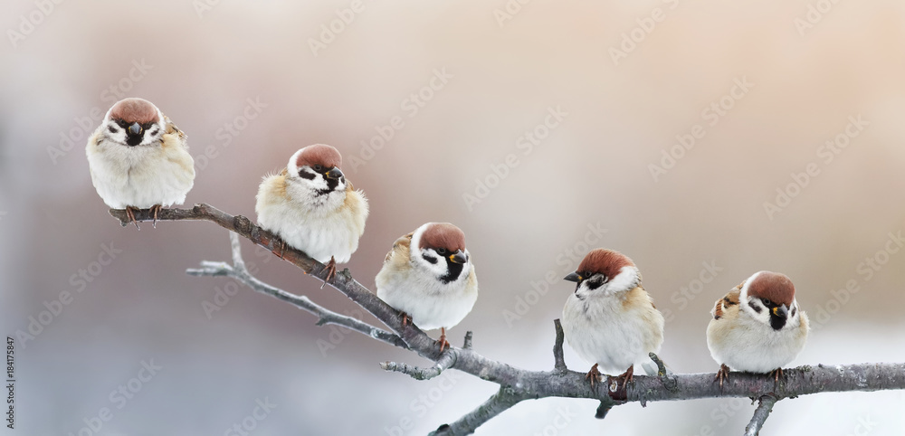 Naklejka premium pięć śmiesznych małych wróbli ptaków siedzi na gałęzi w ogrodzie zimowym, zgarbiony
