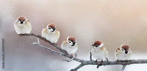 five funny little birds sparrows sitting on a branch in winter garden, hunched
