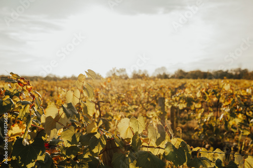 Fall Vineyard