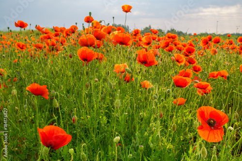 poppy meadow, sunset over red poppies
