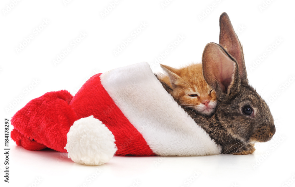 Fototapeta premium Rabbit with kitten in a Christmas hat.