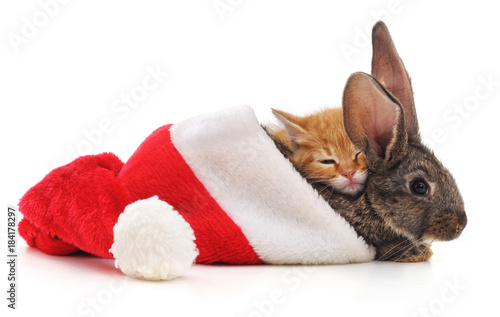Rabbit with kitten in a Christmas hat.