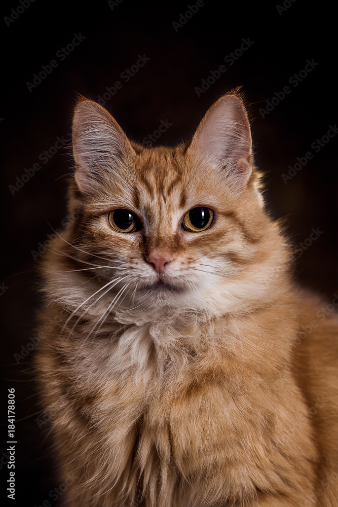 Katzenportrait von roter weiblicher Katze