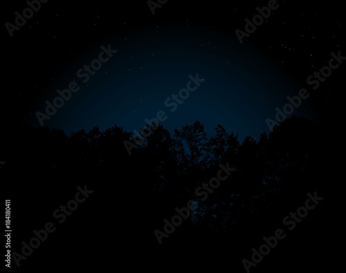 Night forest under the stars
