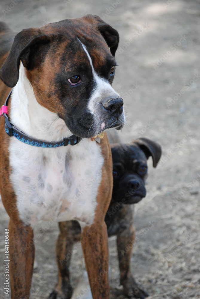 Boxer with his little buddy