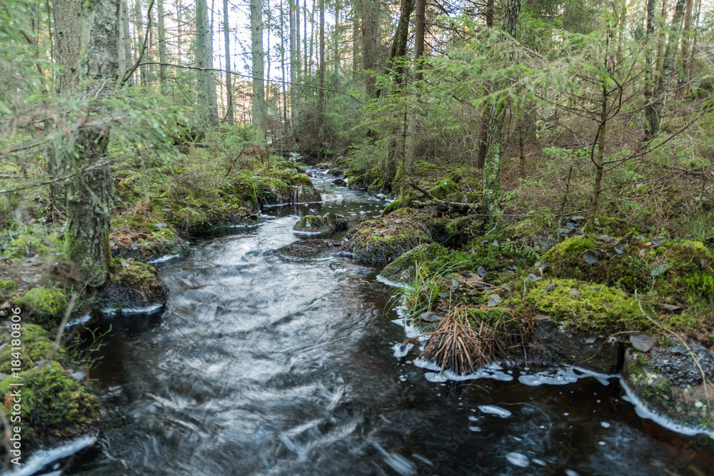 Streaming water in an untouched forest Streaming water in an untouched forest
