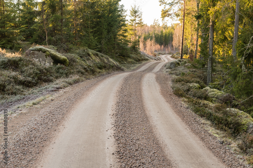Winding gravel road in a forest