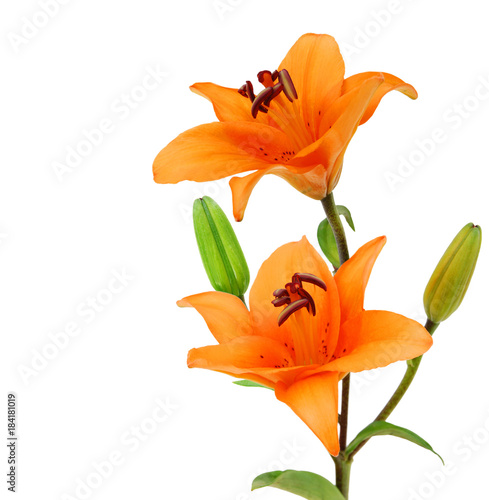 Φωτογραφία Two orange lillies on a white background