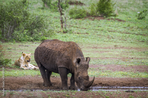 Southern white rhinoceros and African lion in Kruger National park, South Africa