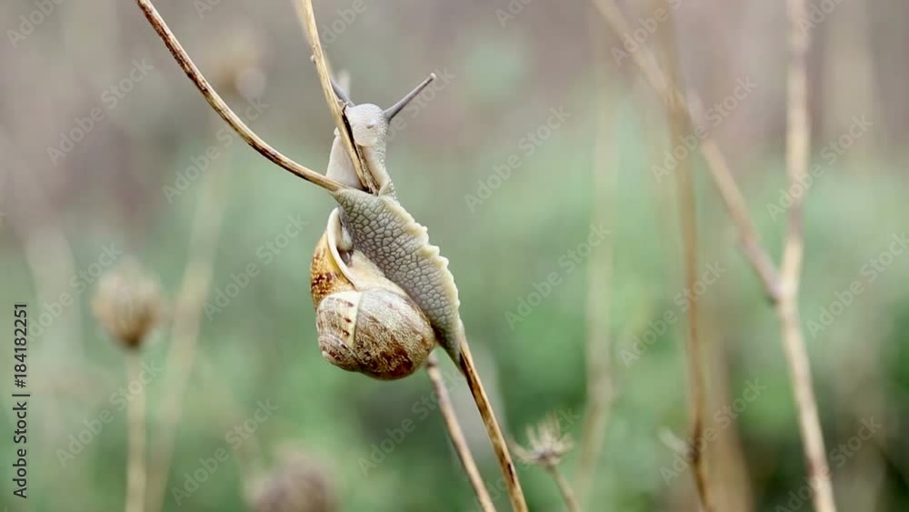 Brown snail feeding on wet branches in nature Brown snail feeding on wet branches in nature