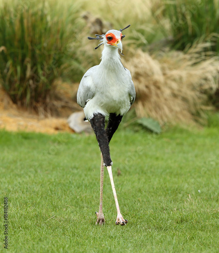 Close up of a male Secretary Bird strutting