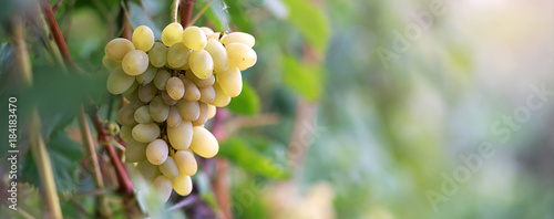 Obraz na plátně bunch of grapes in sunlight, border design panoramic banner