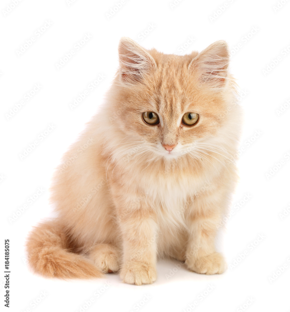 Cute little red kitten isolated on white background Cute little red kitten isolated on white background