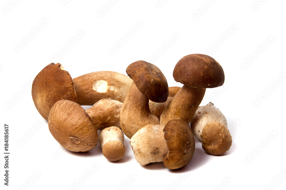 Fresh forest mushroom boletus with a thick mushroom leg and wet cap on a white background food background Fresh forest mushroom boletus with a thick mushroom leg and wet cap on a white background food background
