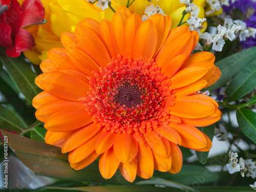 Close up view of a orange flower gerbera