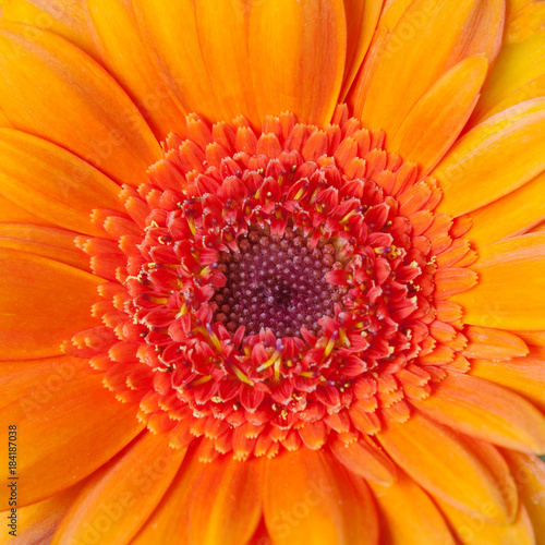 Close up view of a center of orange flower gerbera (abstract, background)