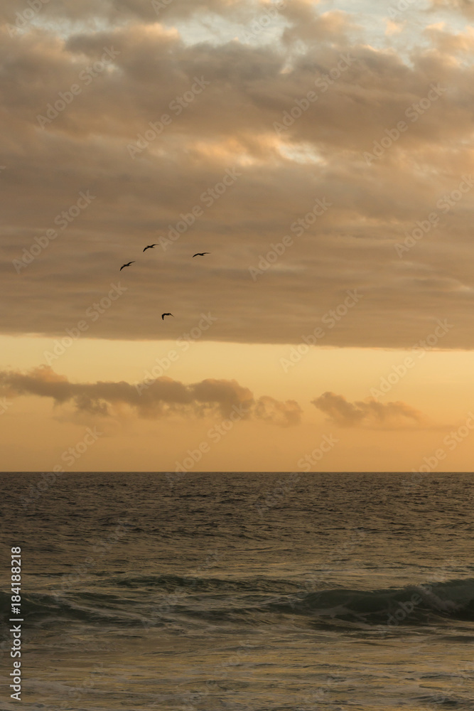 Bunch of birds flying at the sea
