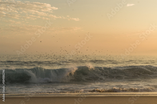 Bunch of birds flying at the sea © Gabriel