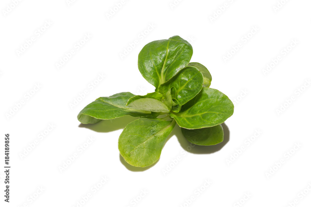 Obraz premium Feldsalat isoliert auf weiss