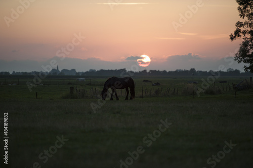 Pferd auf einer Weide, Sonnenuntergang, Gegenlicht der Sonne, Niederlande 