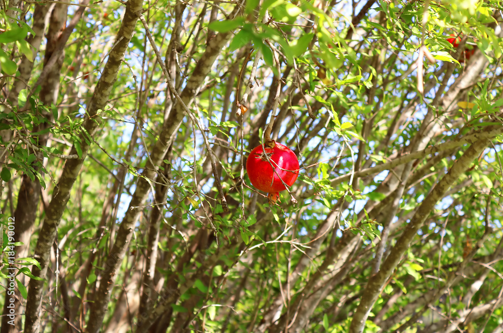 Red pomegranate on the tree, Israel