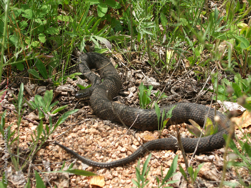 Fototapeta premium Northern Watersnake (Nerodia sipedon)