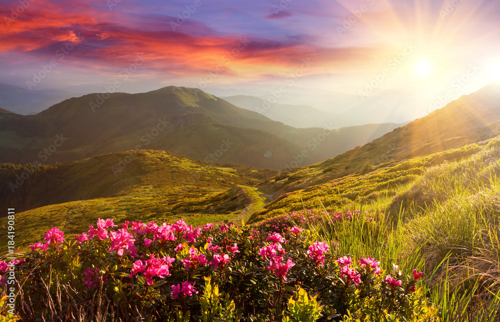 Fototapeta premium Amazing colorful sundown in mountains with majestic sunlight and pink rhododendron flowers on foreground. Dramatic colorful scene in mountains.