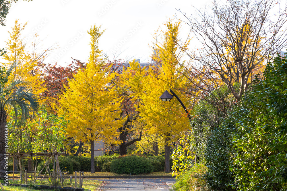Autumn leaves of Sarue Park in Koto Ward, Tokyo, Japan / Opened in 1932 and old, it was known to surrounding residents as precious Autumn leaves of Sarue Park in Koto Ward, Tokyo, Japan / Opened in 1932 and old, it was known to surrounding residents as precious