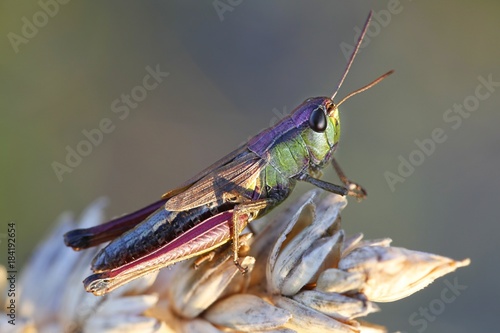 Meadow grasshopper, Chorthippus parallelus