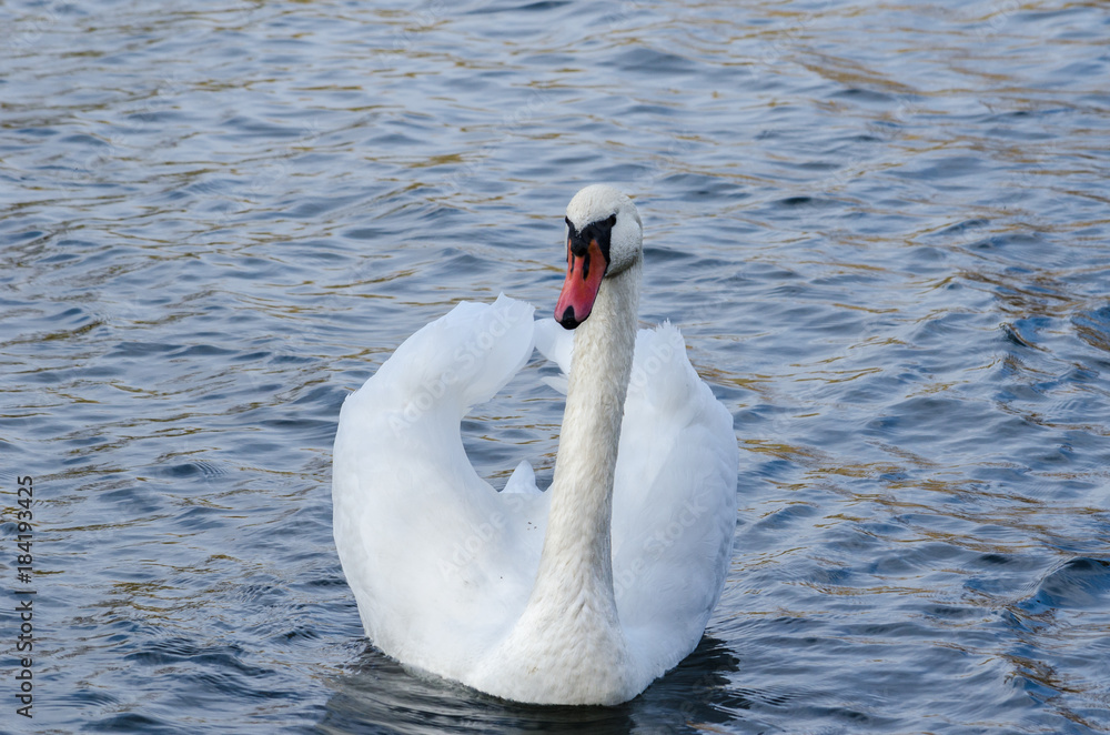 Fototapeta premium A beautiful white swan floats along the river