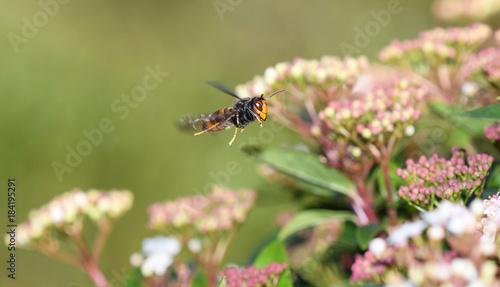 Asian wasp in flight among the garden bushes © roberto