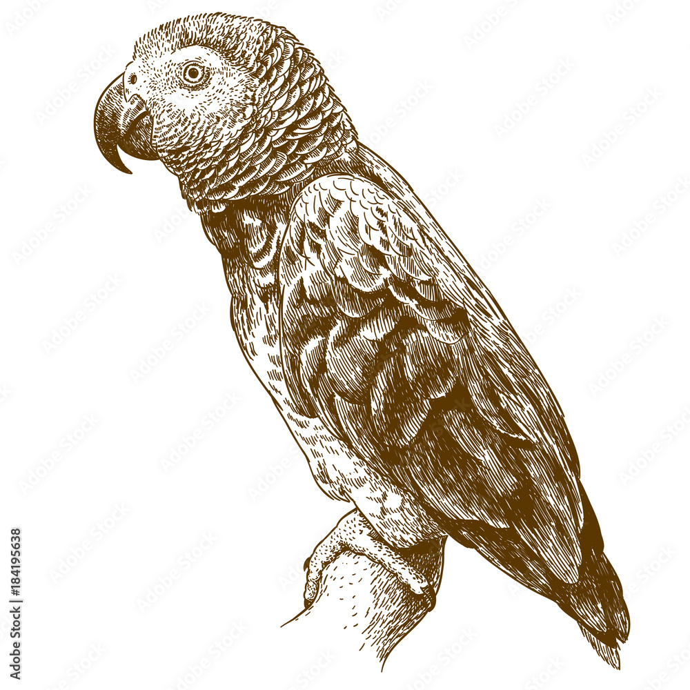 Naklejka premium engraving drawing illustration of african grey parrot