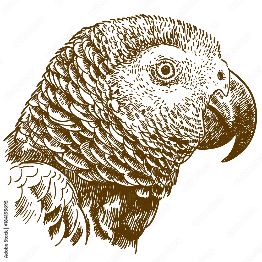 Obraz premium engraving drawing illustration of african grey parrot head