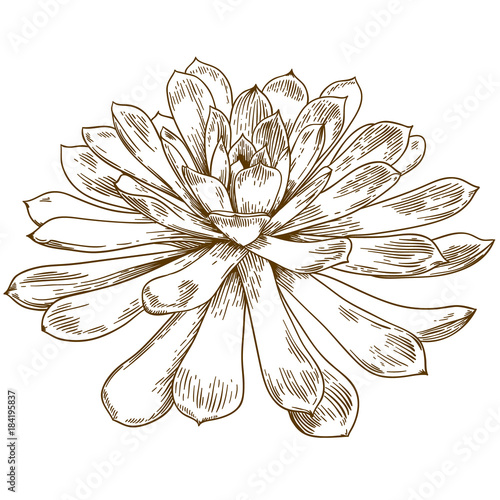 engraving drawing illustration of succulent echeveria