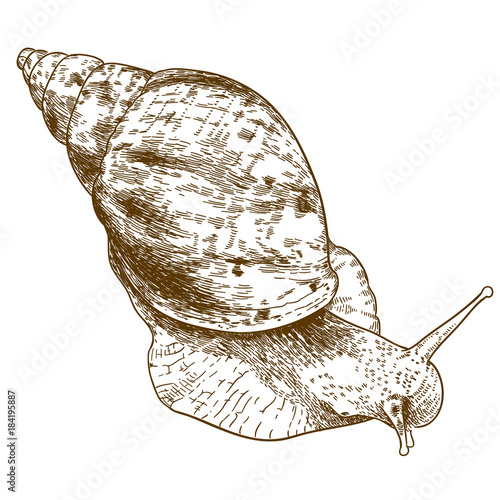 engraving illustration of achatina