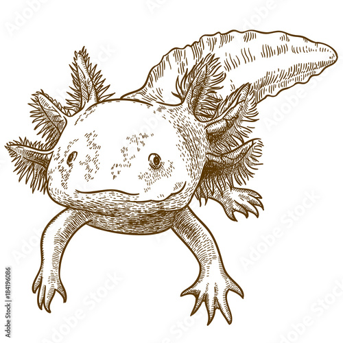 engraving  antique illustration of axolotl
