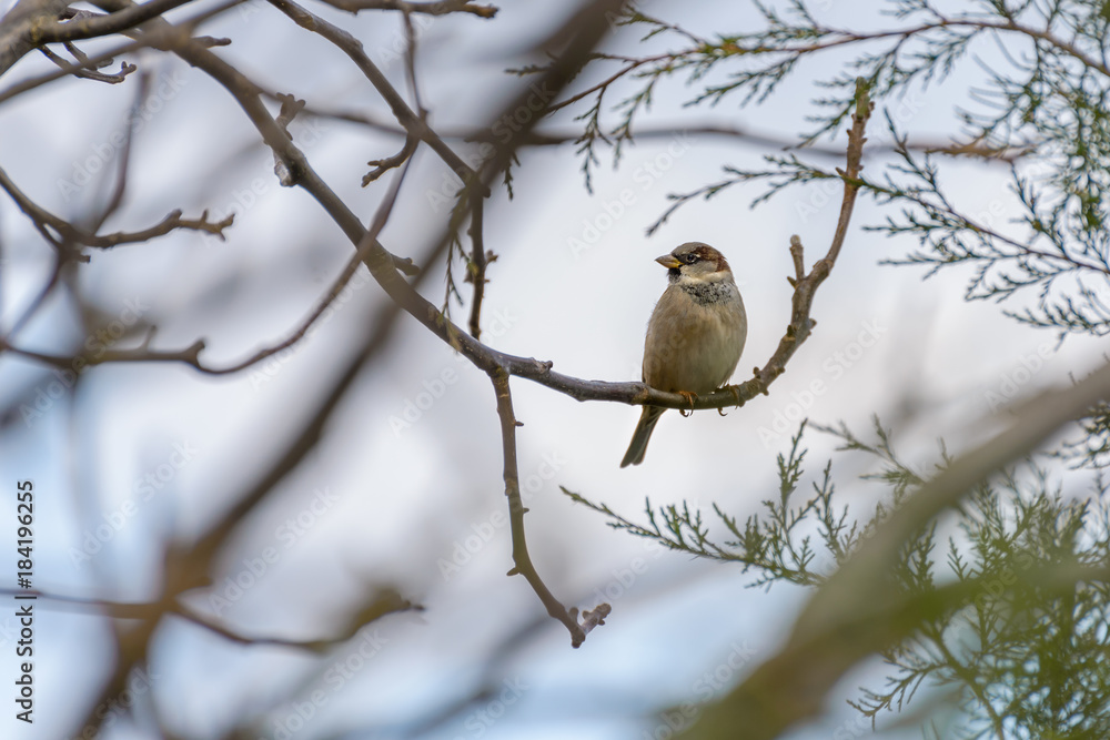 Sparrow on a branch Sparrow on a branch