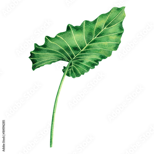 Watercolor painting coloasia,green leaves,palm leaf isolated on white background.Watercolor hand painted illustration tropical exotic leaf for wallpaper vintage Hawaii style pattern.With clipping path photo