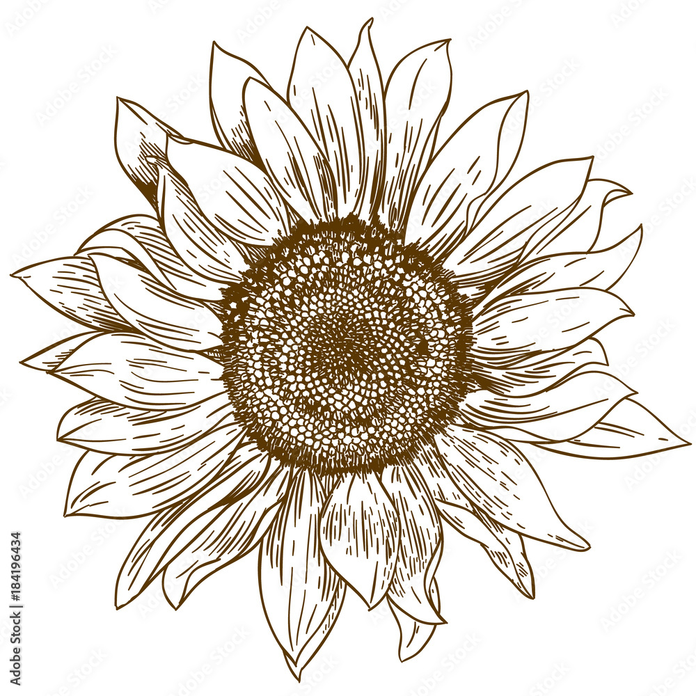 Obraz premium grawerowanie rysunek ilustracja duży słonecznik