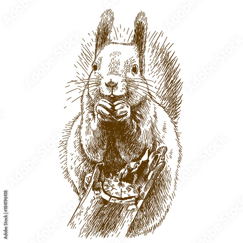 engraving illustration of squirrel