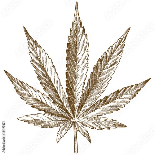 engraving drawing illustration of cannabis leaf