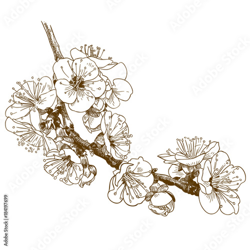 engraving  illustration of cherry blossom or sakura