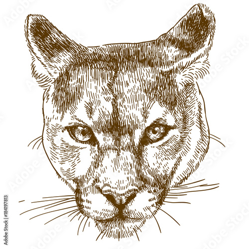 engraving illustration of cougar head