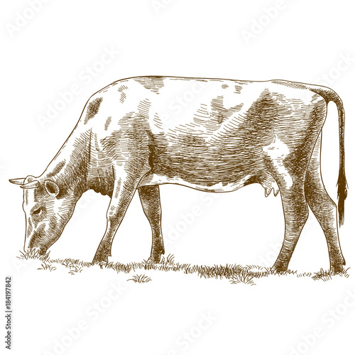 engraving illustration of cow