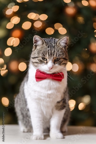 christmas cat wearing red bow tie isolated