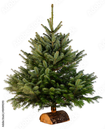 bare naked abies nordmann fir christmas tree isolated on a white background