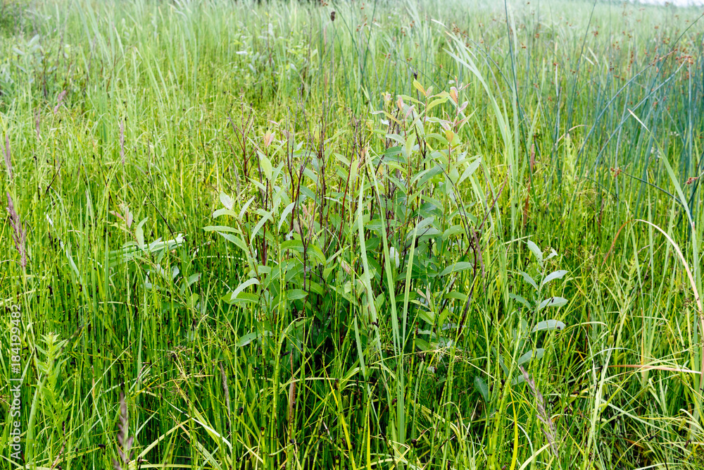 Fototapeta premium Acrocephalus schoenobaenus. Nest Habitat of Sedge Warbler. Landscape.