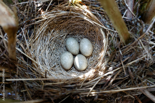 Acrocephalus schoenobaenus. The nest of the Sedge Warbler in nature.