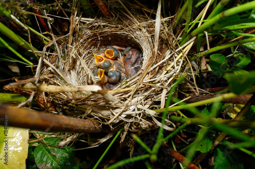 Acrocephalus schoenobaenus. The nest of the Sedge Warbler in nature.